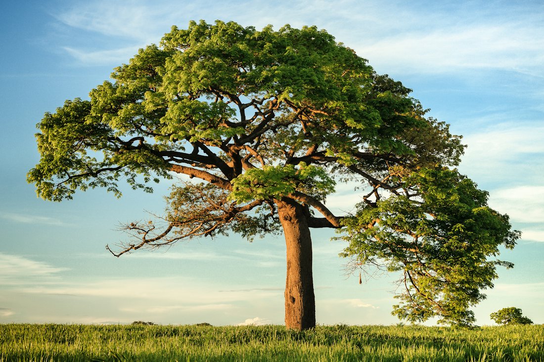 A single large tree in an open field